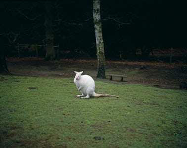 Albino, 2003