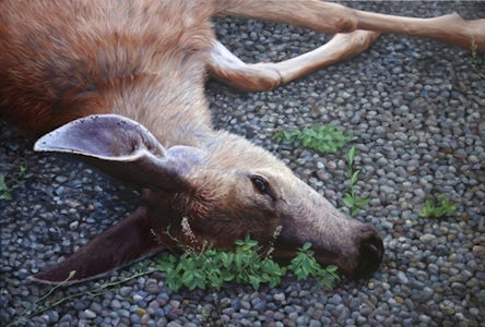 Who killed Bambi?