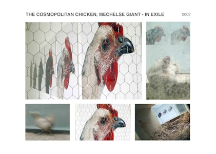 The Cosmopolitan Chicken, Mechelse Giant - in exile