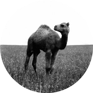 Camel (sic)