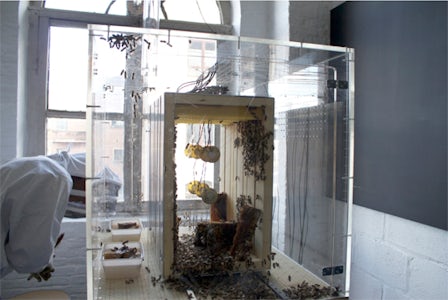 Annemie Maes - Transparant beehive (the laboratory)