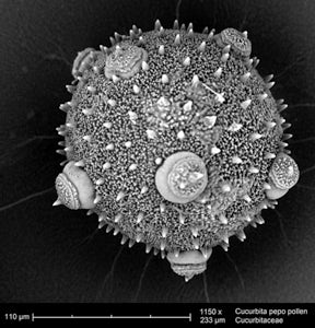 Annemie Maes - the Bee Laboratory (pollen analysis)