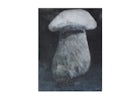 Big-white-mushroom