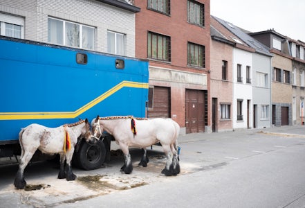 Twee trekpaarden op een paardententoonstelling in Vilvoorde